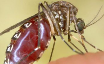 Facts about mosquitoes